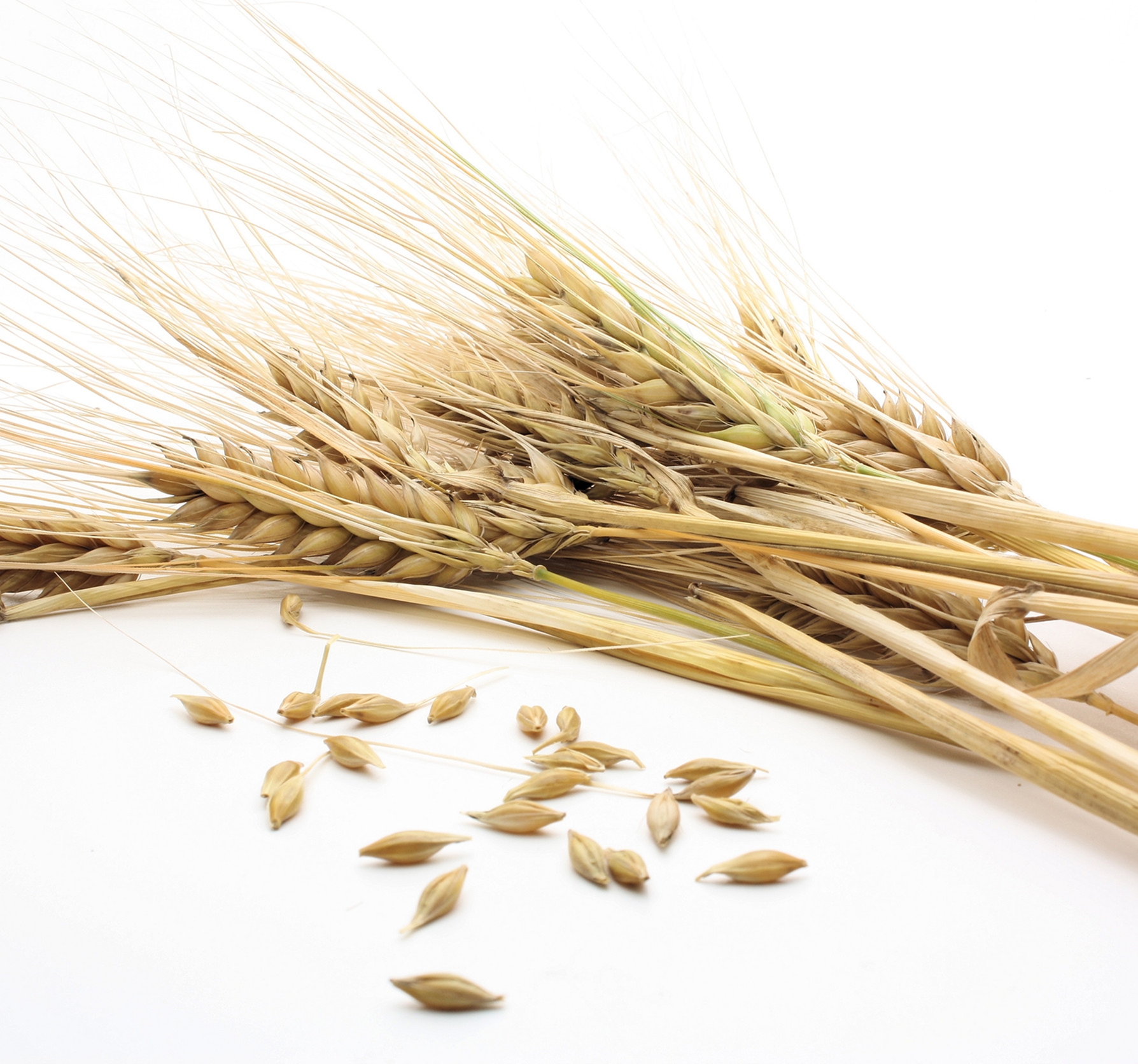 Ingredient: Barley Juice Extract